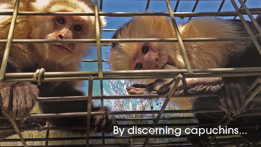 15_discerning-capuchins