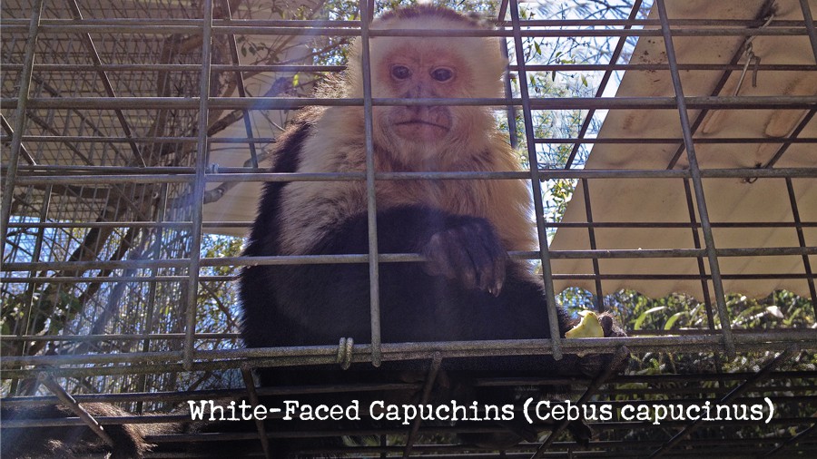 16_white-faced-capuchins