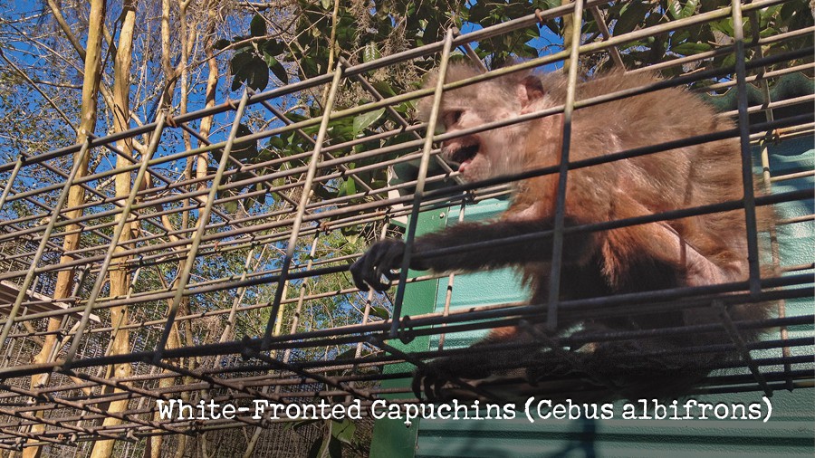 17_white-fronted-capuchins