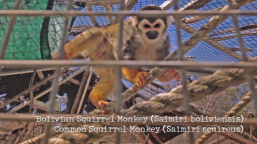 20_squirrel-monkeys