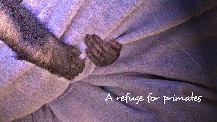 3_refuge-for-primates