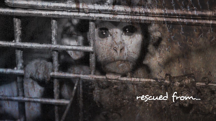 4_rescued-from