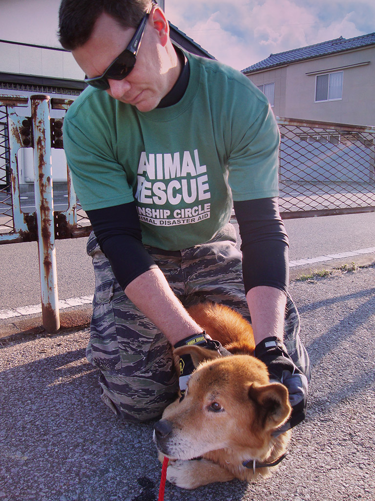 Ron Presley gently grasps a wounded dog's nape to crate her for transport to the disaster shelter in Niigata. (c) Kinship Circle, Japan Earthquake