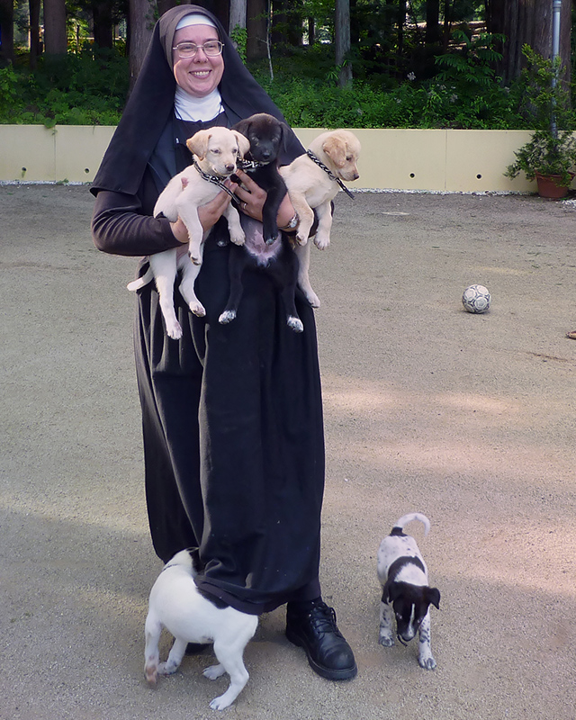Puppies rescued by a Fukushima radiation zone frolic in the folds of Sister Michael's nun habit. (c) Kinship Circle, Japan Earthquake