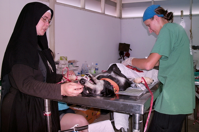 Sister Michael Marie monitors anesthesia as British veterinarian Emma Sant Cassia spays a dog at the flood shelter in Bangkok. (c) Thailand Floods