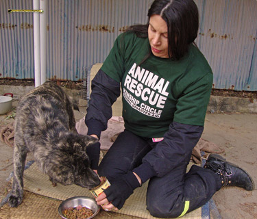 Courtney feeds a dog who lived outside an Iwate Prefecture no pets evacuation center while Kinship Circle aided Japan Earthquake animals 375x320