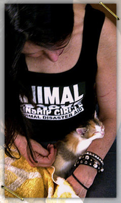Kinship Circle team member Courtney Chandel cares for a kitten rescued from a Fukushima, Japan radiation zone