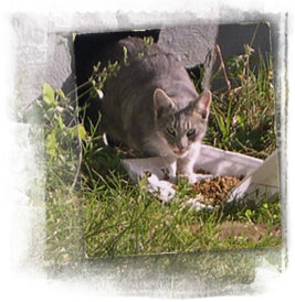 a starving gray white cat eats at an ARNO food water station 267x274