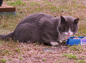 A gray white cat is sighted at Biloxi feeding station 284x210