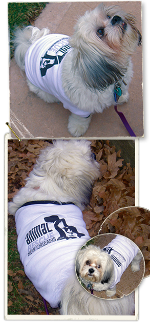 puppy Mandy models her Animal Rescue New Orleans tee 293x629