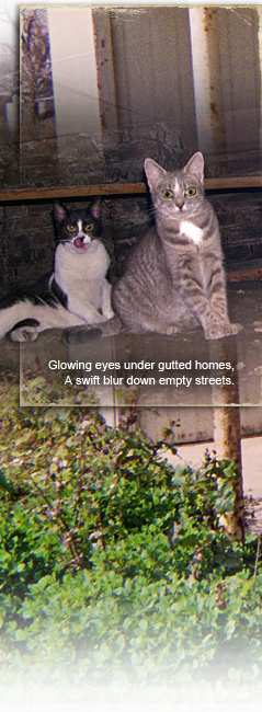 Cats left behind are now glowing eyes under gutted homes, a swift blur down empty streets 239x650