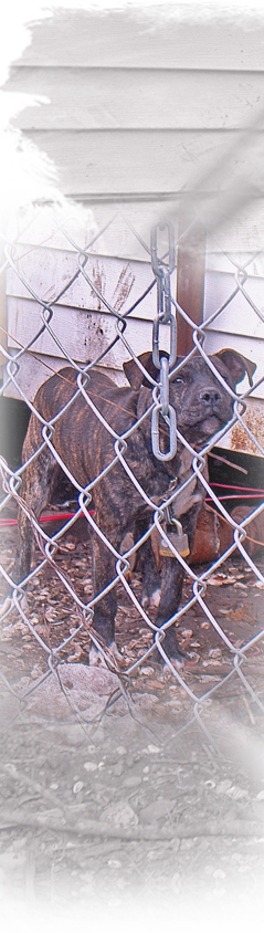Kinship Circle calls investigators to site of cruelly chained pit bull 239x844