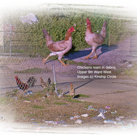 chickens are wandering in Katrina debris, Upper 9th Ward West, New Orleans 480x470