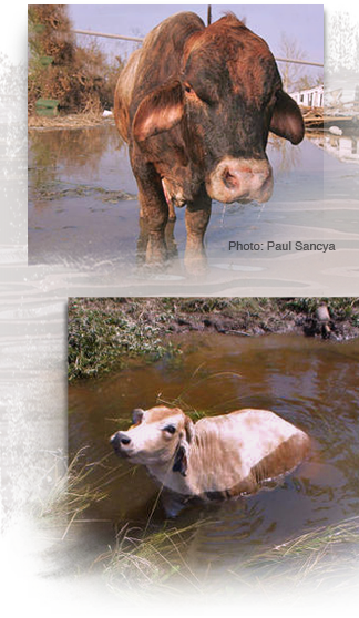 During Katrina and Rita cows were stranded atop levees, crowded on small dry spots, even found in trees 324x558