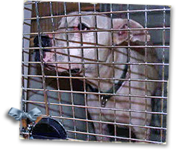 Dosie is a white and brown patch pit girl, rescued from a New Orleans apartment and now lost in the Lamar Dixon tracking system 268x220
