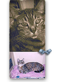 Manet is a shorthair tabby tiger cat last seen at Lamar Dixon when rescued after Katrina 268x317