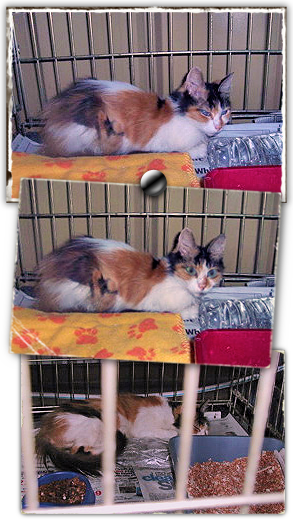 A gorgeous blind calico girl rescued from a Katrina ravaged area needs forever home 293x520