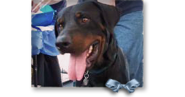rottweiler rescue new orleans hurricane another animal named unknown sep 11 2006 rottweiler rescue new orleans hurricane another animal named unknown sep 11 2006