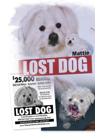 Mattie is a great little dog who vanished after the car he was in was stolen from the University City Loop in St Louis 333x463