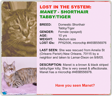 Manet is a tabby tiger rescued from New Orleans and lost in the Lamar Dixon tracking system 380x324