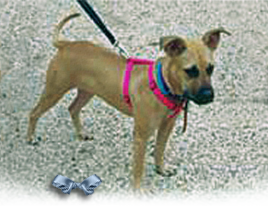 Savannah, a tan and white pit girl, was rescued in Katrina hit New Orleans Sep 2005, but is now lost in the system 268x207