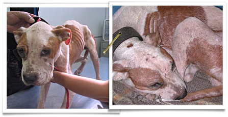 An emaciated pit bull unable to stand was euthanized the same day humane officers rescued him 447x230