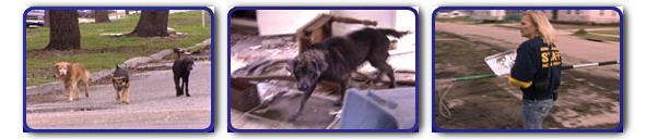 Dogs, separated from their guardians after Hurricane Katrina, roam the streets now as strays 591x128
