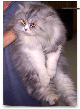 This Himalayan looking cat was very scared after dumped by the shelter 262x360