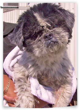 Coco, a surrendered Shih Tzu, is available to adopt now 262x360
