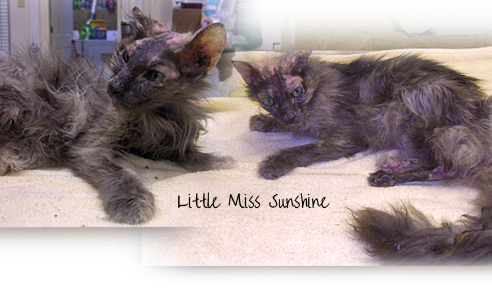 An adult cat named Little Miss Sunshine by her rescuers was found at less than 4 pounds in New Orleans East 492x288