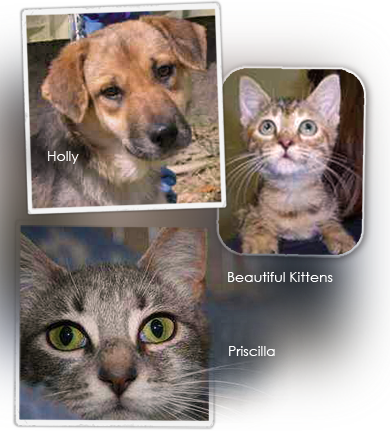 Holly, Priscilla and these beautiful kittens at ARNO all need loving homes 390x432