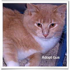 Gus, a beautiful orange tabby with white belly, needs a forever family 241x241