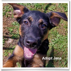 Jana, a sweet Shepherd mix at PAWS, needs a forever home 241x241