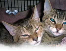 Dixie and Lucas are baby shorthair mixed cats who need a loving home 268x207
