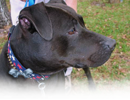Josie is a Pit Bull Terrier Lab mix at ARNO who is eager to find an adoptive family 268x207