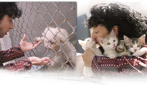 Animal activist and ARNO founding coordinator Judie Mancuso spearheaded a bill to require Californians to spay neuter cats and dogs 510x297