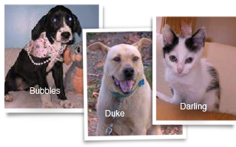 Bubbles, Duke and Darling are among ARNO animals rescued from still empty Katrina streets who need homes 333x207