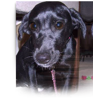 Arabella, injured and starving when rescued, is now a happy healthy girl 303x320