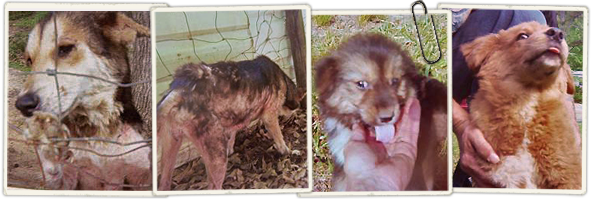 Help neglected dogs in rural Mississippi 591x200