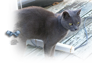 Blue is a small, spayed gray cat missing since Fall 2006 323x222