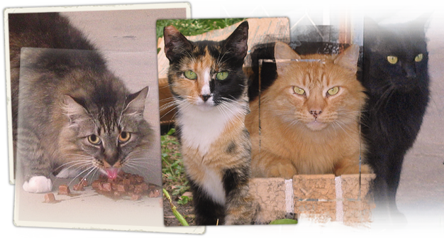 Katrina stranded cats of Lakeview still need homes 626x335