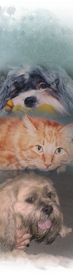 Stanley, a Lhasa, Tikvah, an orange tabby, and Cleveland, a Lhasa poodle, are now deceased rescues 239x894