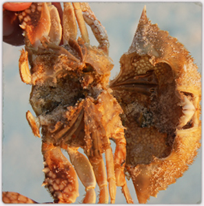 dead hermit crab