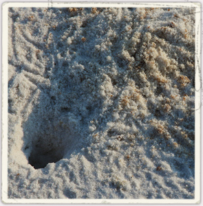 empty crab hole in sand