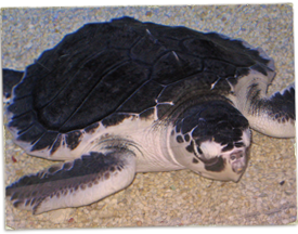 sea turtle rehab