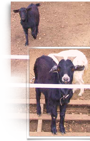 Goats are also found among dogs at the Hanson compound 300x468