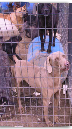 Sad dogs at the Hanson compound 239x430