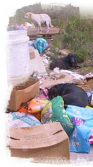 Dogs live amid mountains of trash and stagnant water 300x540