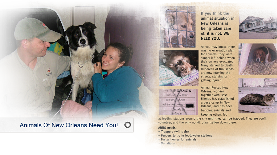 jessica higgins of arno with rescue dog and Best Friends staff 900x504