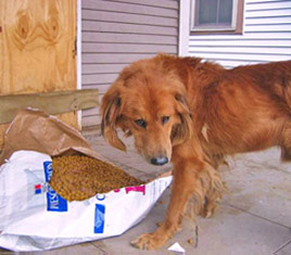 A left behind Katrina dog hungrily eats from an ARNO food water station 268x235